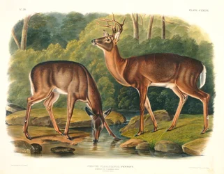 Cervus Virginianus (Jeleń pospolity lub Virginian), tablica 136 z „Cworonogi Ameryki Północnej”, rytowana przez Johna T. Bowena (1801-c.1856), 1848